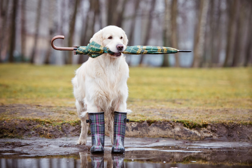 Walking the dog in the cold and rain