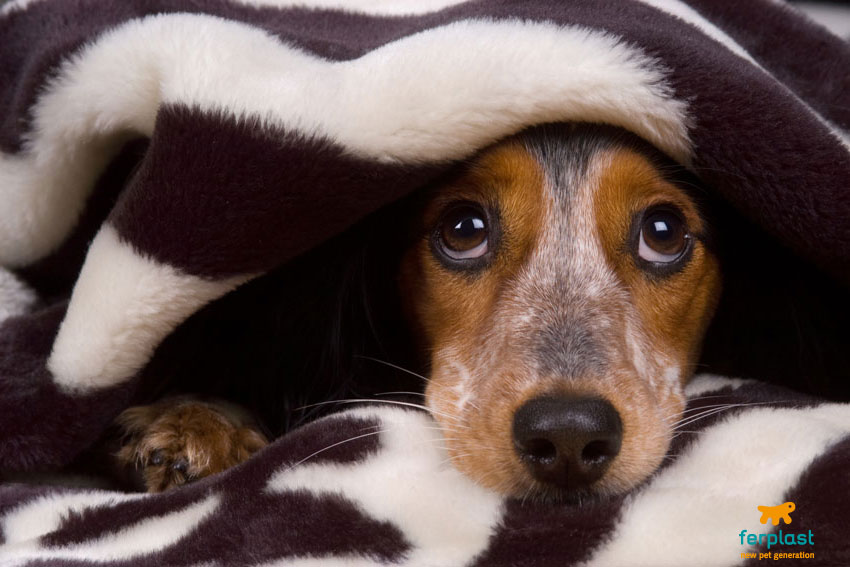 Pets and New Year's Eve fireworks: tips to protect them