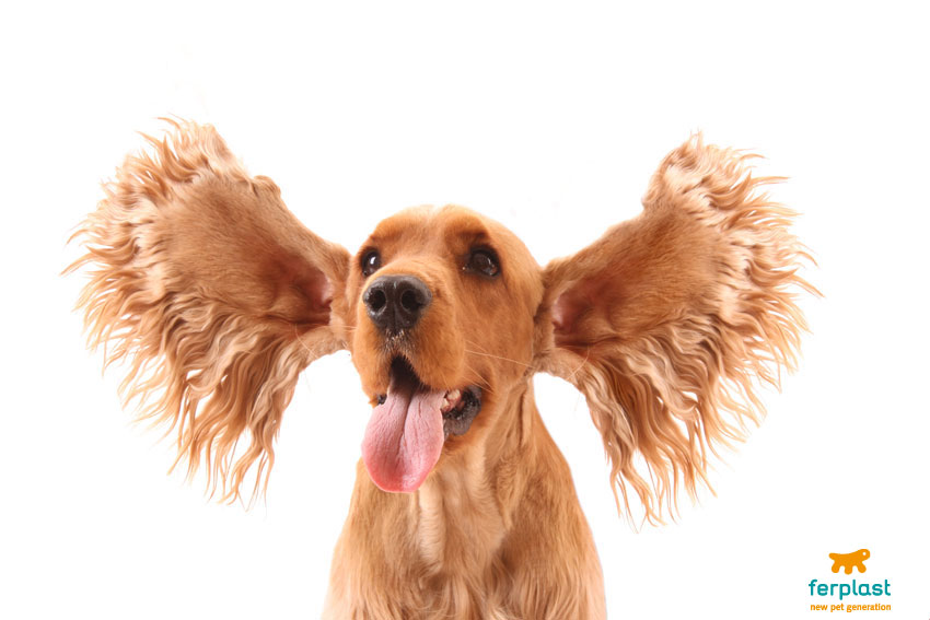 cane di razza cocker con orecchie svolazzanti