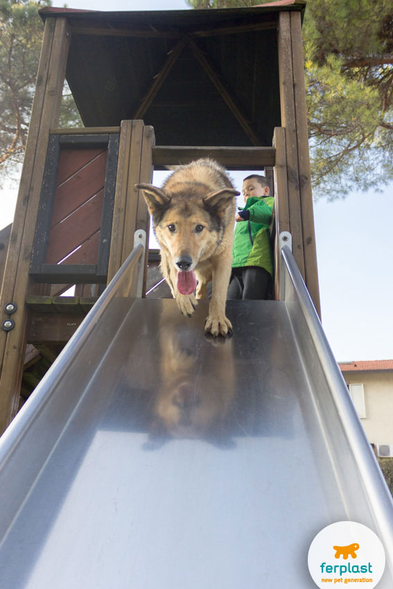 little child playing with his dog on a slide