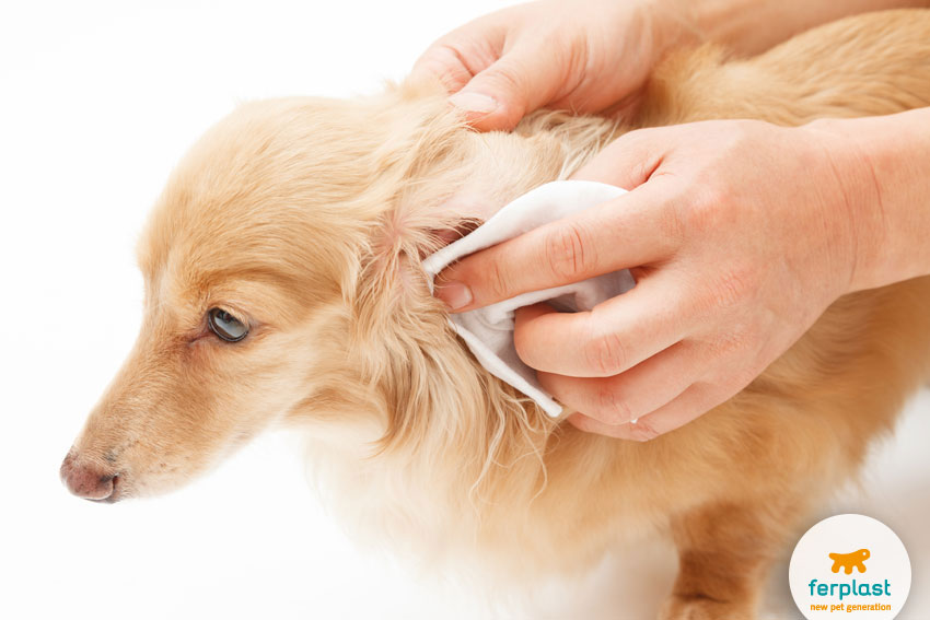 как чистить уши собакам
