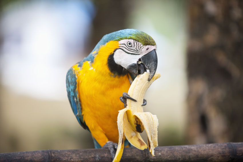 a beautiful parrot eating a banana