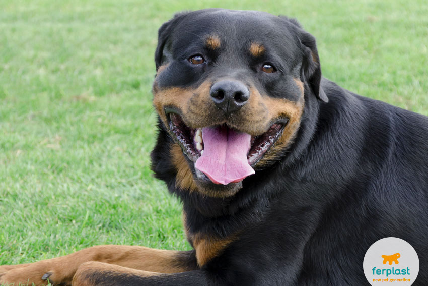 are rottweilers affectionate dogs