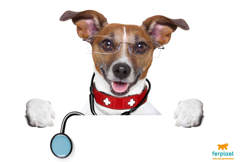 cane di razza jack russell vestito da veterinario