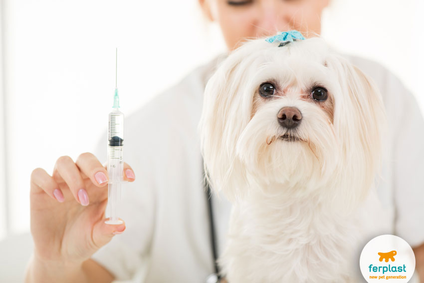 maltese cane vaccini vaccinazioni quando farle