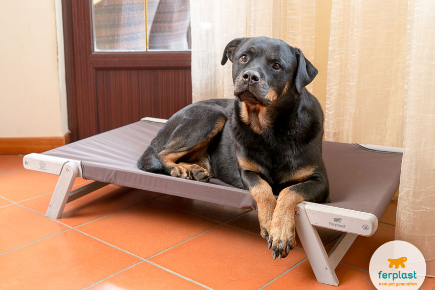 Rottweiler dog lying on Ferplast Dreamwood model dog bed 