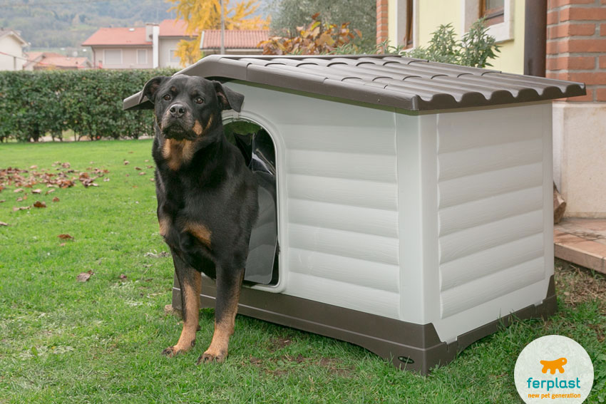 cão de racã Rottweiler em o canil Dogvilla da Ferplast