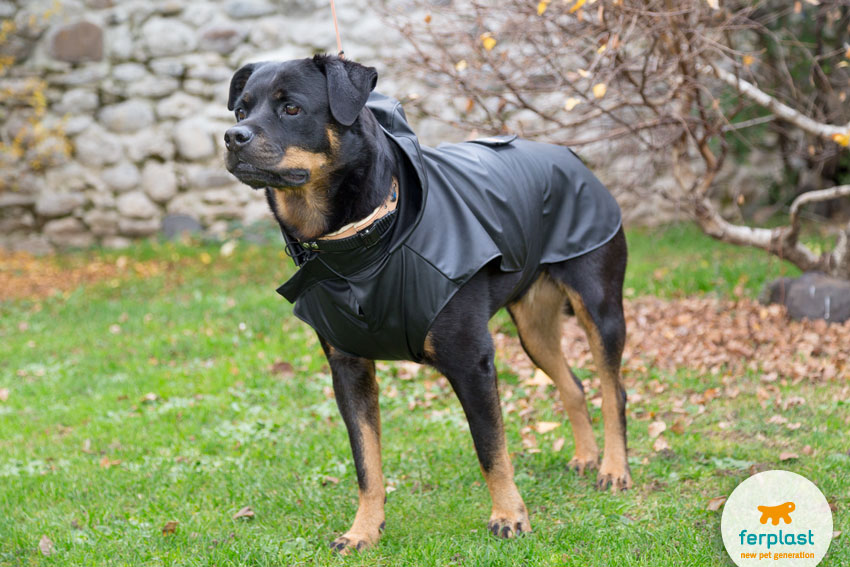 cão de raça Rottweiler com a capa de chuva Trench Black da Ferplast