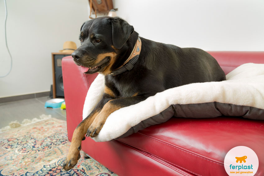 Female Rottweiler dog lying peacefully upon a sofa