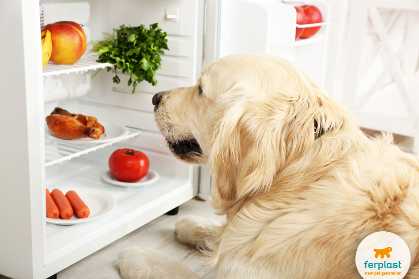 golden retriever dog breed in front of a fridge containing various sort of food