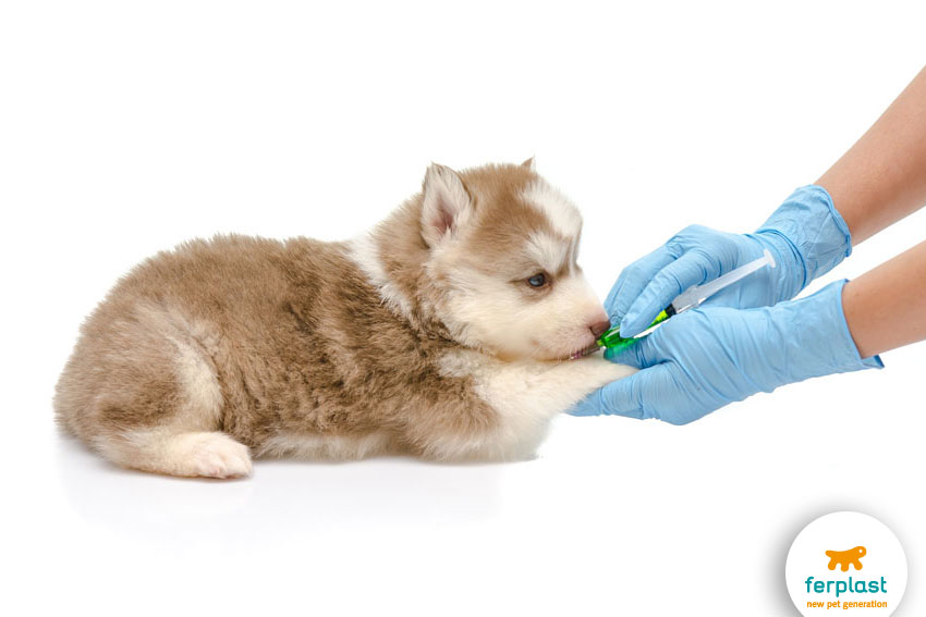 Собаки и прививки