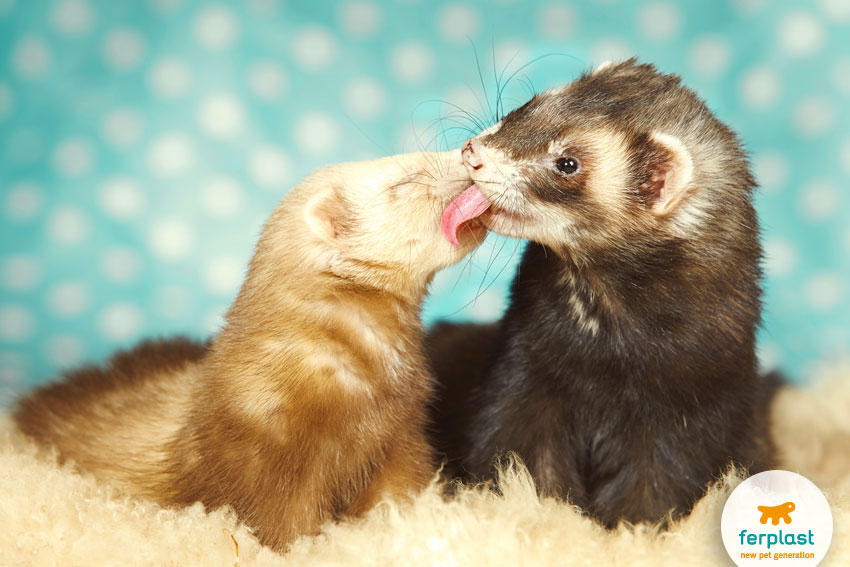 Friendly ferret store