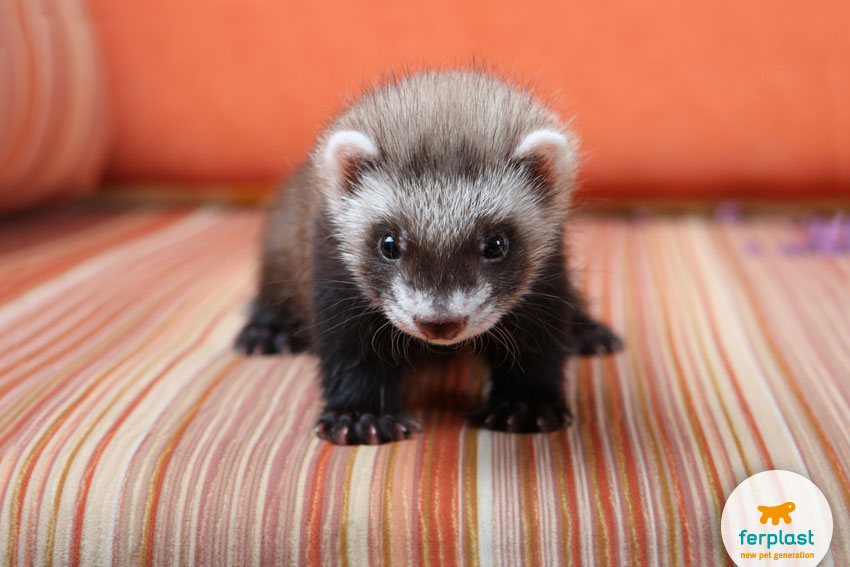 cute ferrets