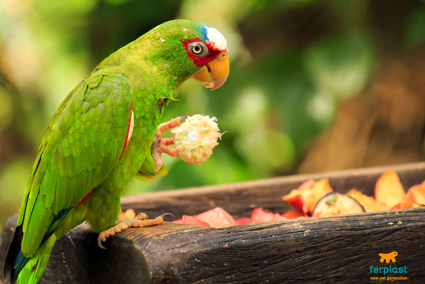 parrot eating vegetables