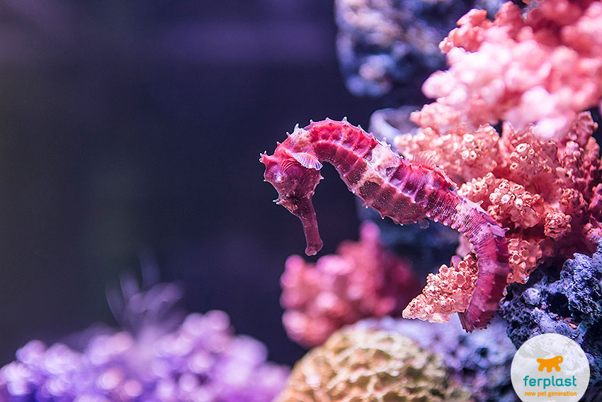 purple seahorse species