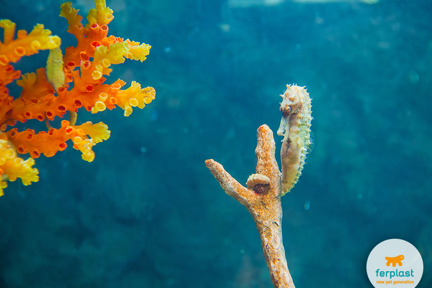 keeping seahorses in aquarium