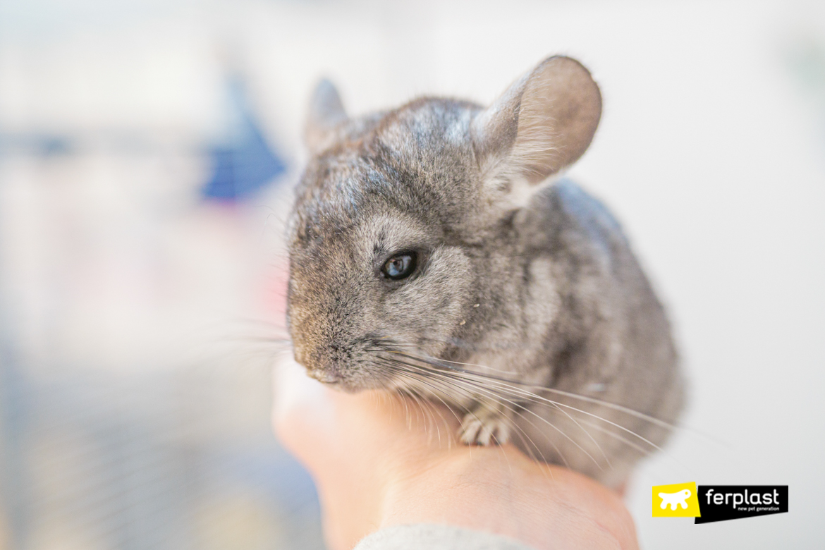 do chinchillas lose their hair when scared