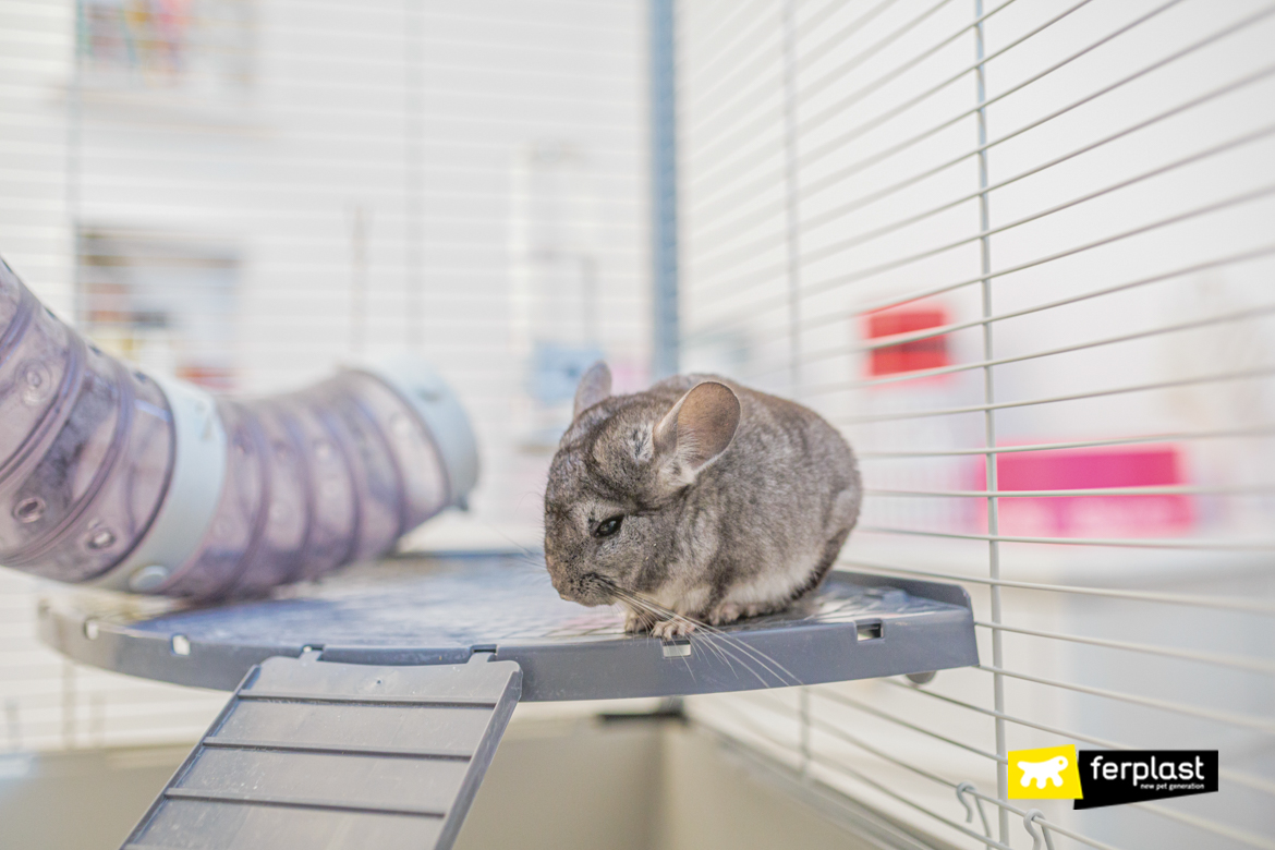 What Do Chinchillas Like To Play With