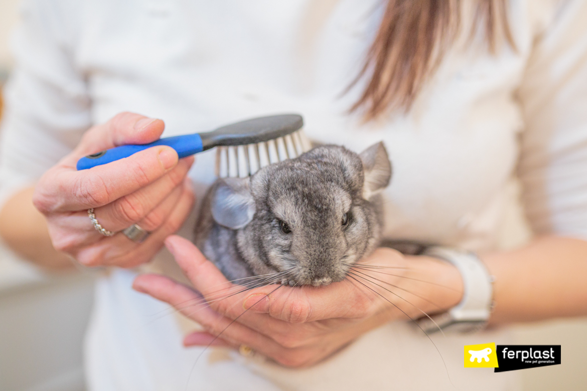 Chincilla, grooming time