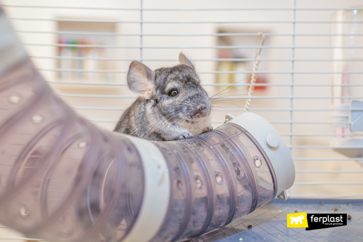Keeping A Chinchilla: The Ideal Habitat For This Soft Furred Friends