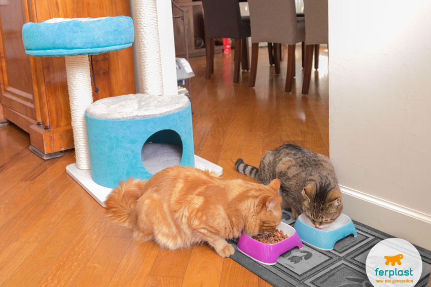 Пластиковая миска для собак и кошек