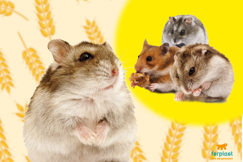 Pet Hamster Breed Information