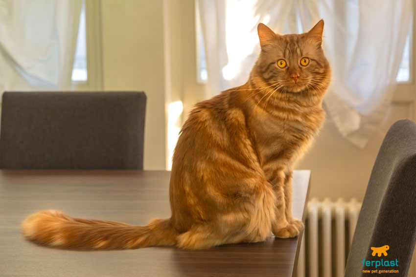 Come deve essere la casa perfetta per un gatto: i cosigli dell'esperto