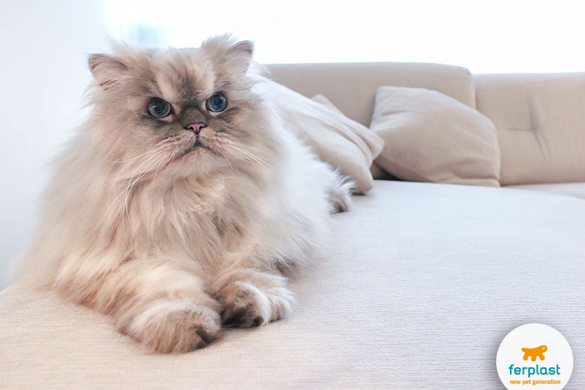 gatto persiano cincillà sdraiato su un divano