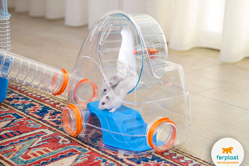 couple of siberian hamsters playing on the wheel