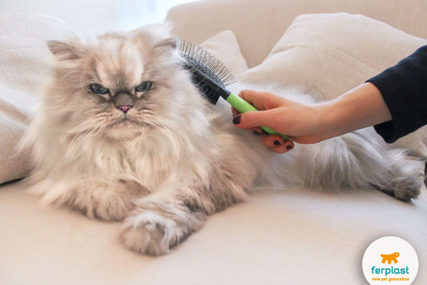 brushing an angry chinchilla persian cat
