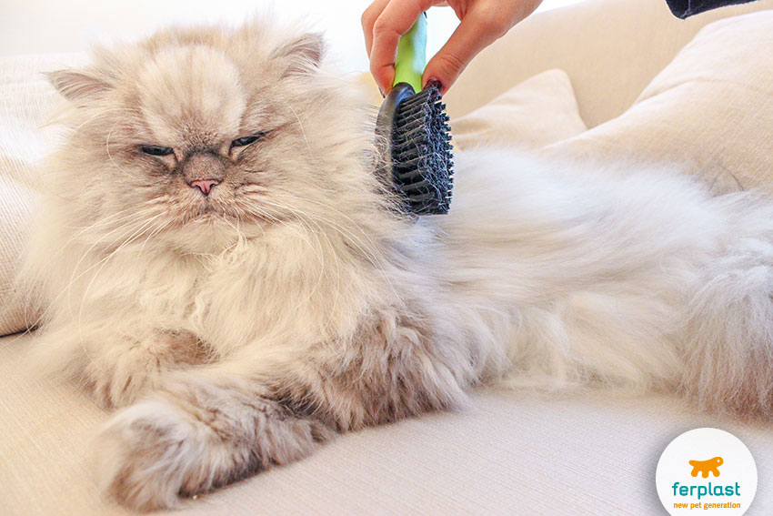 brushing a relaxed long-haired persian cat