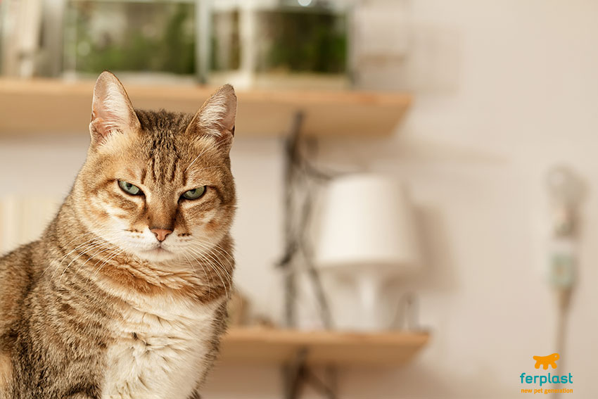 How to handle cats living together or with other pets - LOVE FERPLAST