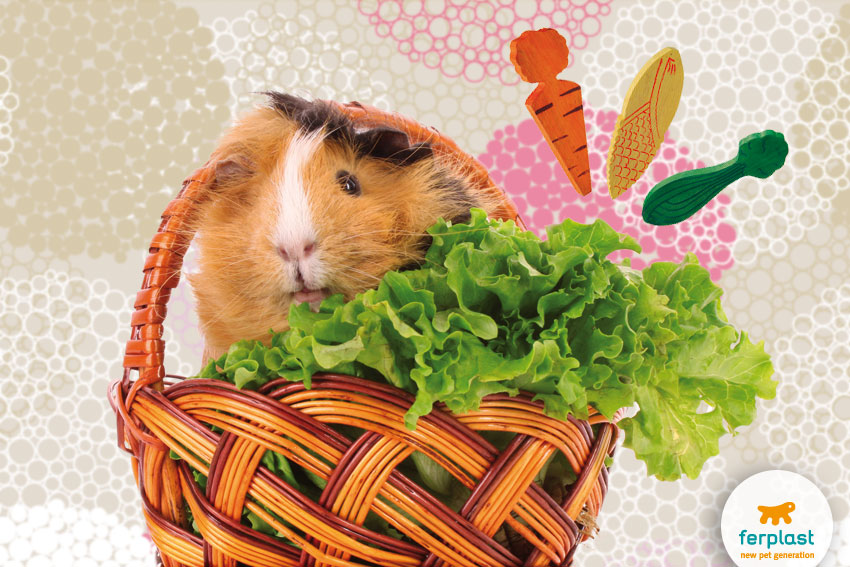 nice guinea pig inside a basket with some salad and nibbling wooden toys