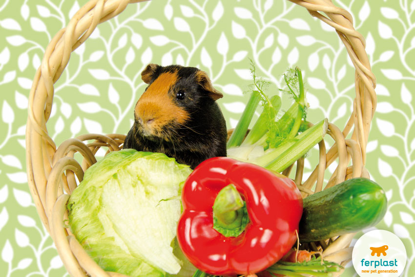 porquinho-da-índia em uma cesta de vegetais