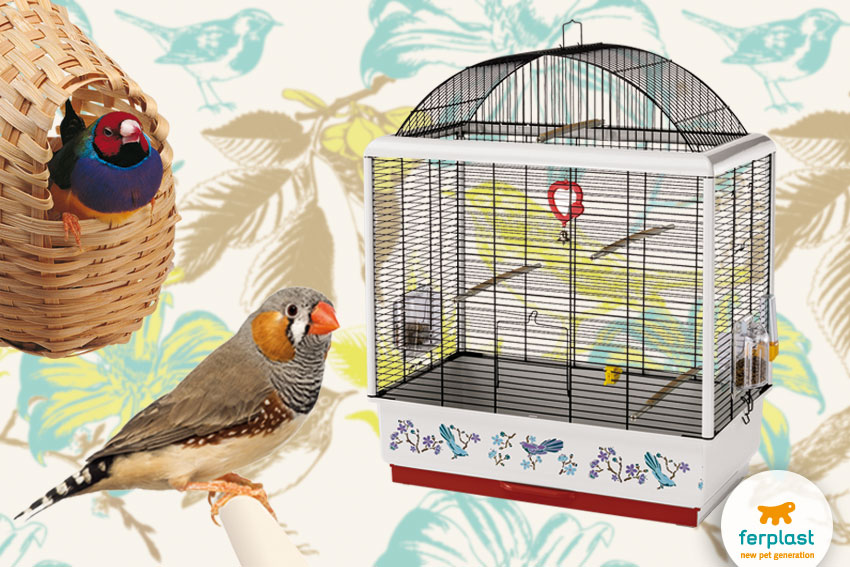 zebra and gouldian finch with ferplast palladio decor cage