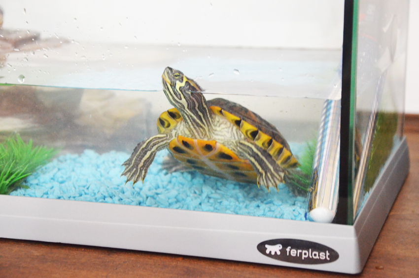tartaruga aquática em um tanque