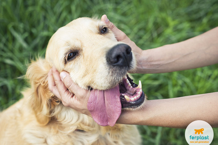 cane di razza golden retriever felice