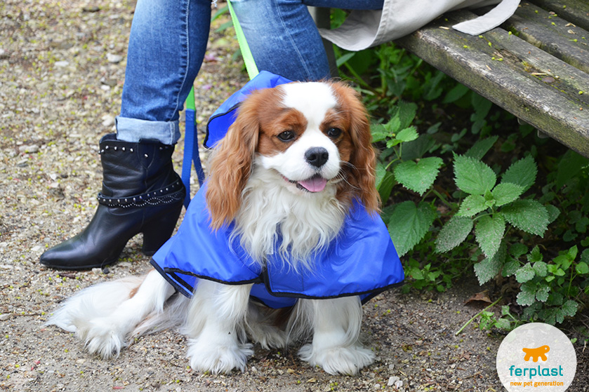 carattere_cavalier_king