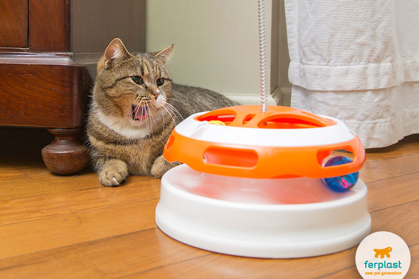 cat yawning while playing