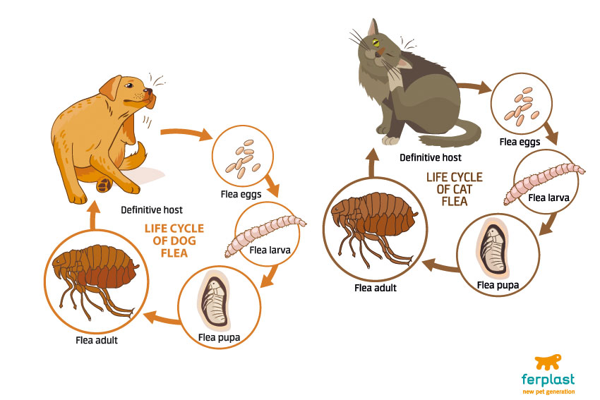 ciclo di vita della pulce di cane e gatto
