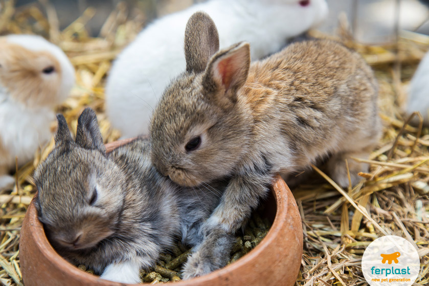 newborn bunny rabbits