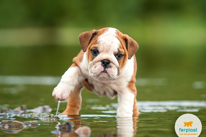 cucciolo di bulldog che si avvicina all'acqua per la prima volta