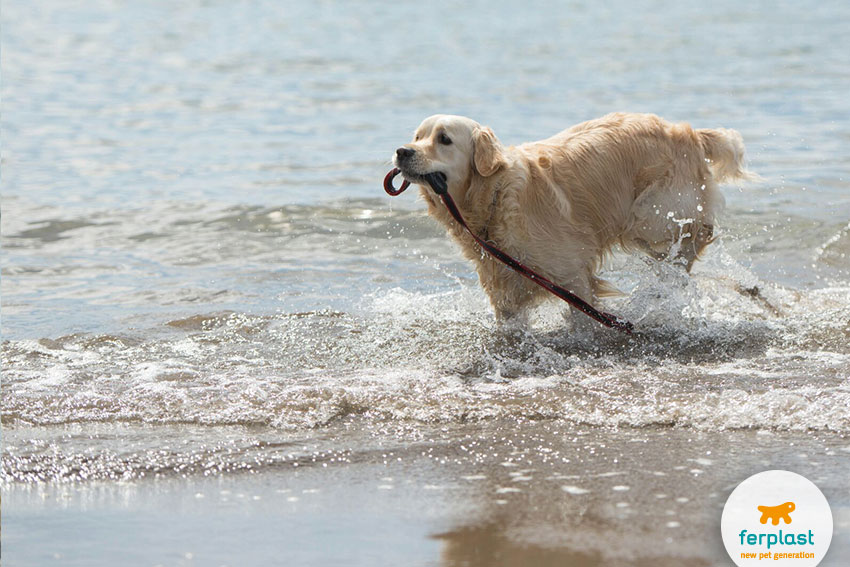 golden retriever dog running through the water at the seaside