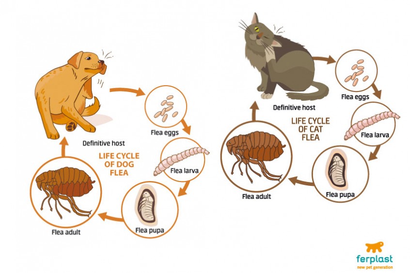 How do you kill fleas in your house? LOVE FERPLAST