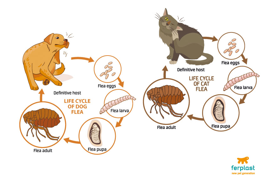 how to kill fleas on dogs and cats