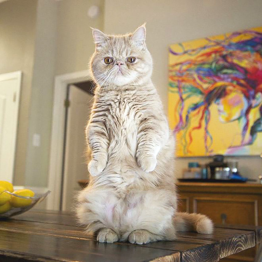 George, o gato que prefere ficar em pé em duas patas