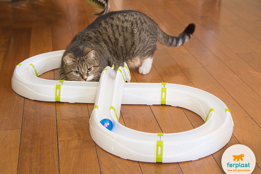 brinquedo mudular com percurso e pequena bola para brincar com o seu gato