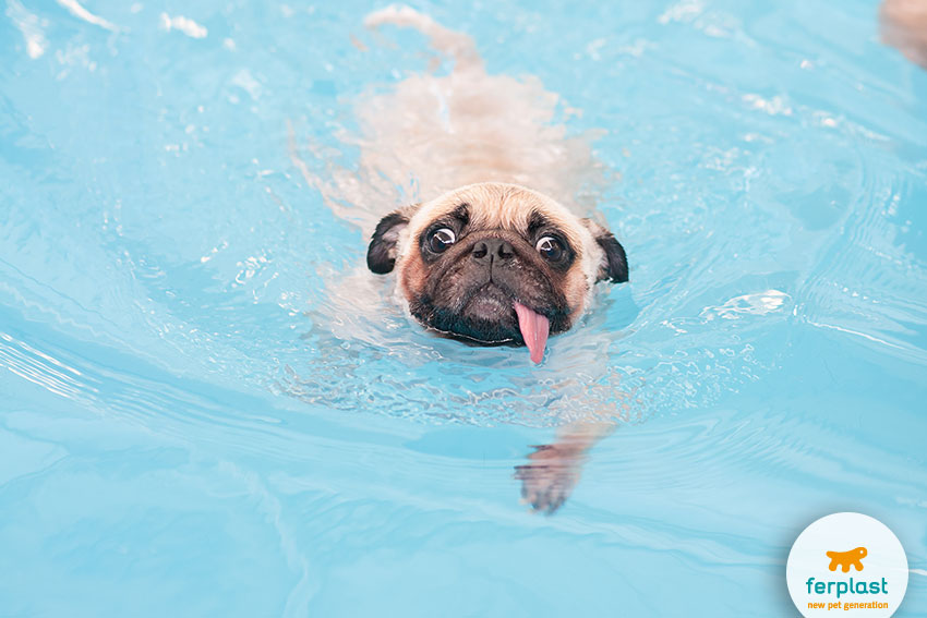 pug swimming in a pool