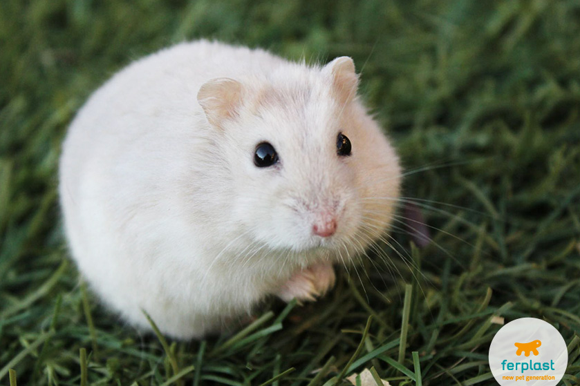 Hamster outside outlet cage