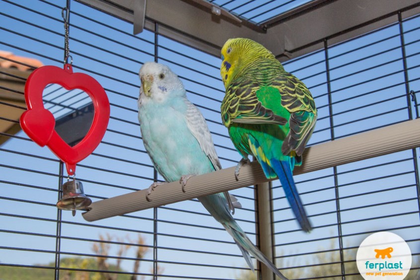 Come allevare le Cocorite, Accessori e migliori Gabbie LOVE FERPLAST
